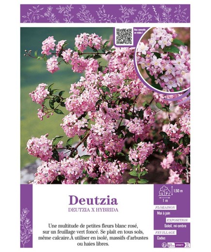 DEUTZIA X HYBRIDA (rose)