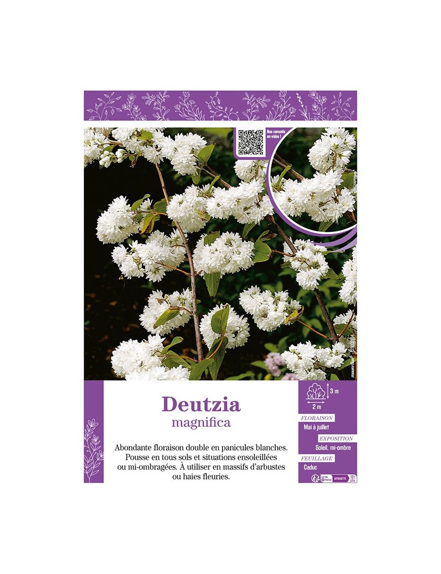 DEUTZIA MAGNIFICA