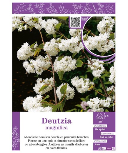 DEUTZIA MAGNIFICA