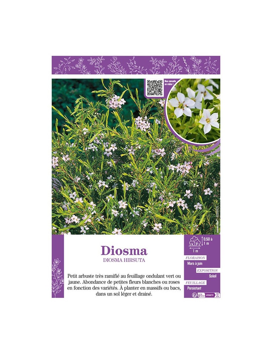 DIOSMA HIRSUTA