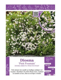 DIOSMA HIRSUTA PINK FOUNTAIN