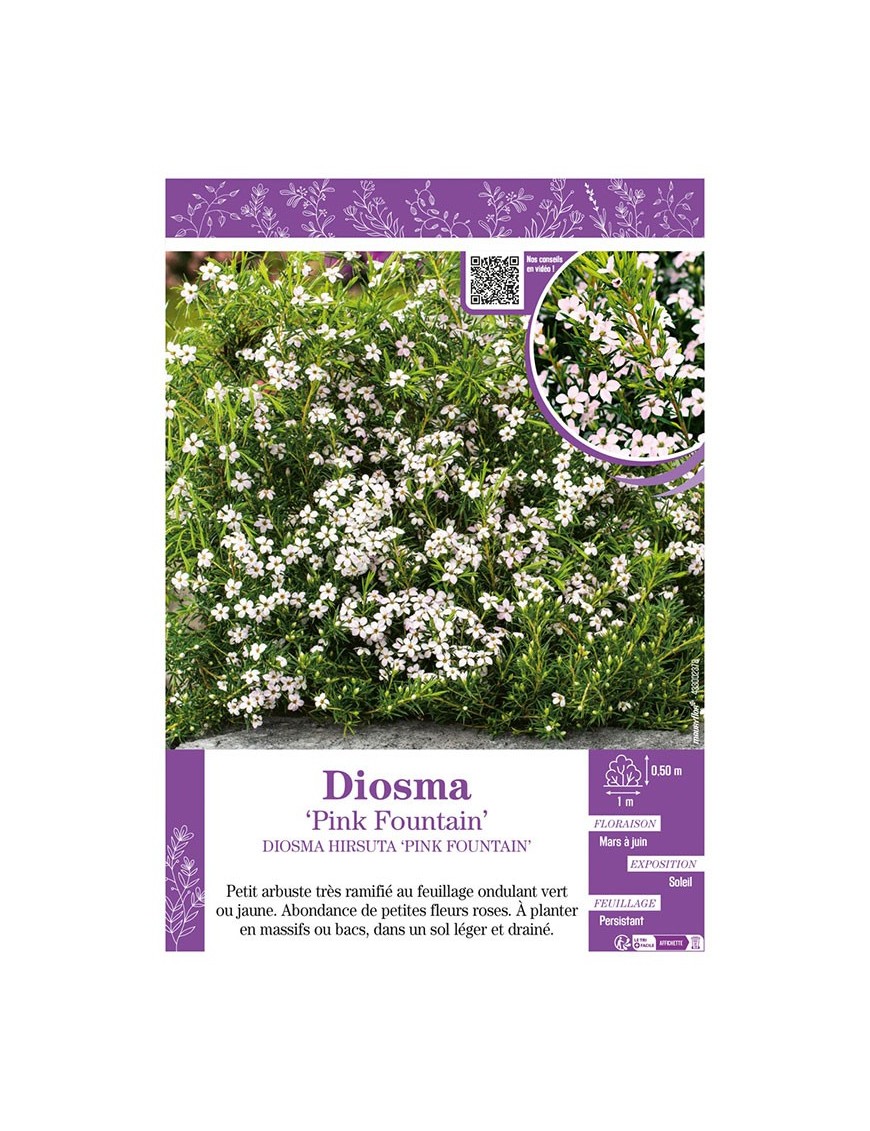 DIOSMA HIRSUTA PINK FOUNTAIN