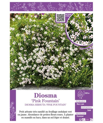 DIOSMA HIRSUTA PINK FOUNTAIN