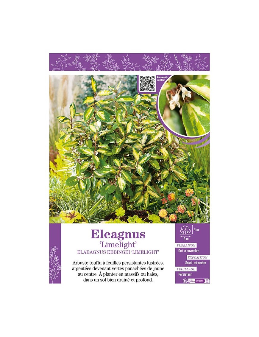 ELAEAGNUS EBBINGEI LIMELIGHT