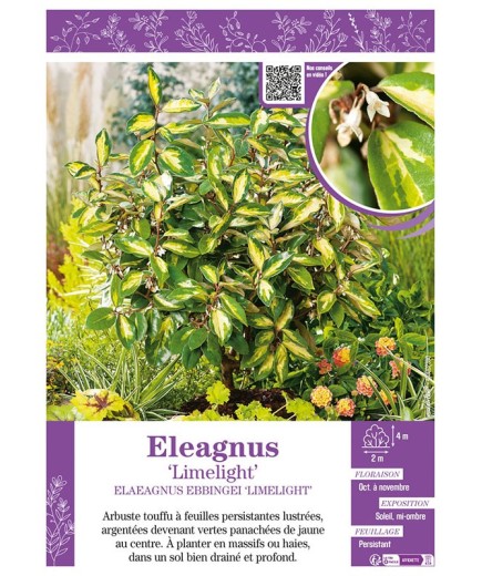 ELAEAGNUS EBBINGEI LIMELIGHT