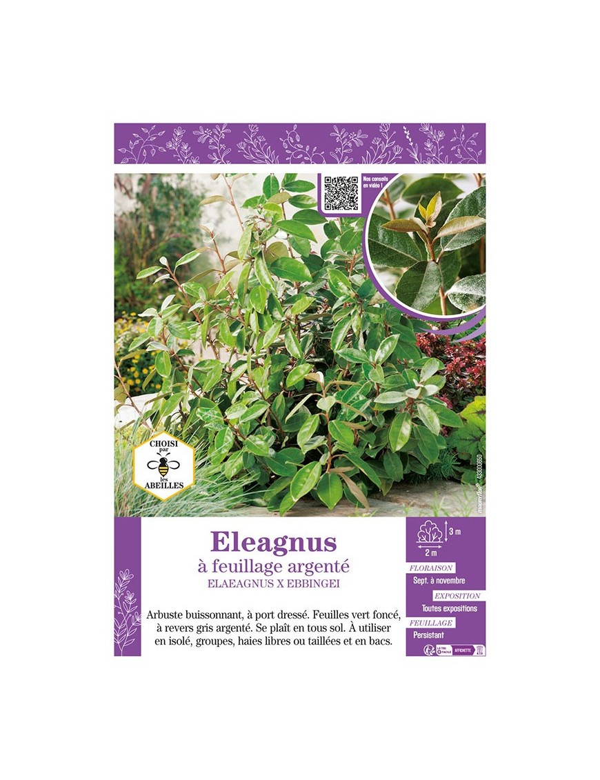ELAEAGNUS X EBBINGEI voir ELEAGNUS À FEUILLAGE ARGENTÉ