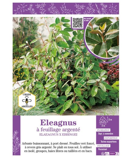 ELAEAGNUS X EBBINGEI voir ELEAGNUS À FEUILLAGE ARGENTÉ