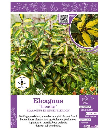 ELAEAGNUS ELEADOR