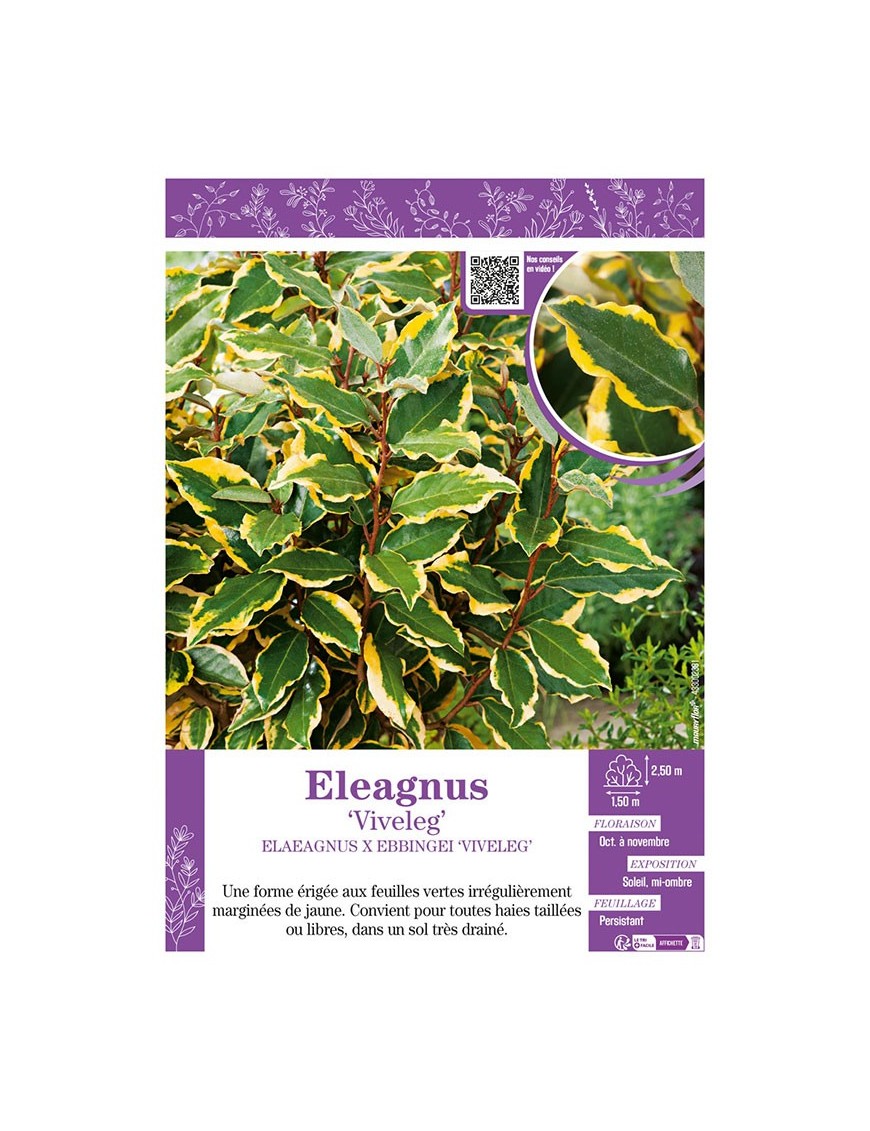 ELAEAGNUS X EBBEINGEI VIVELEG