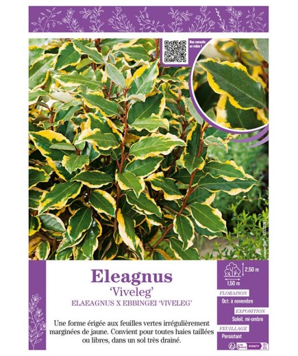ELAEAGNUS X EBBEINGEI VIVELEG