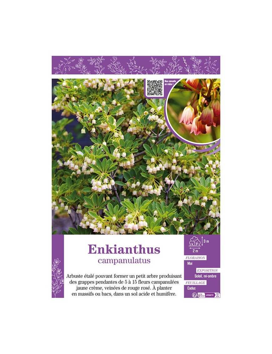 ENKIANTHUS CAMPANULATUS