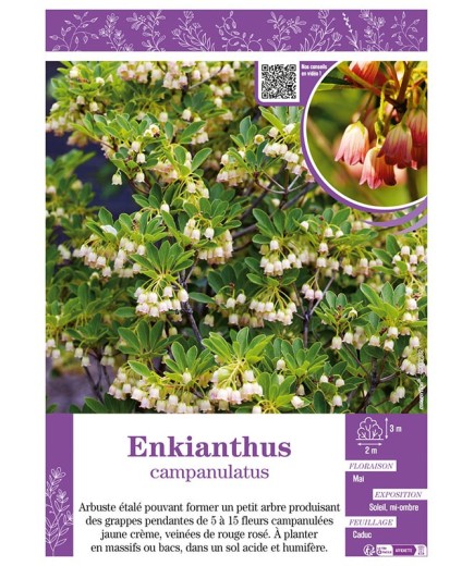 ENKIANTHUS CAMPANULATUS