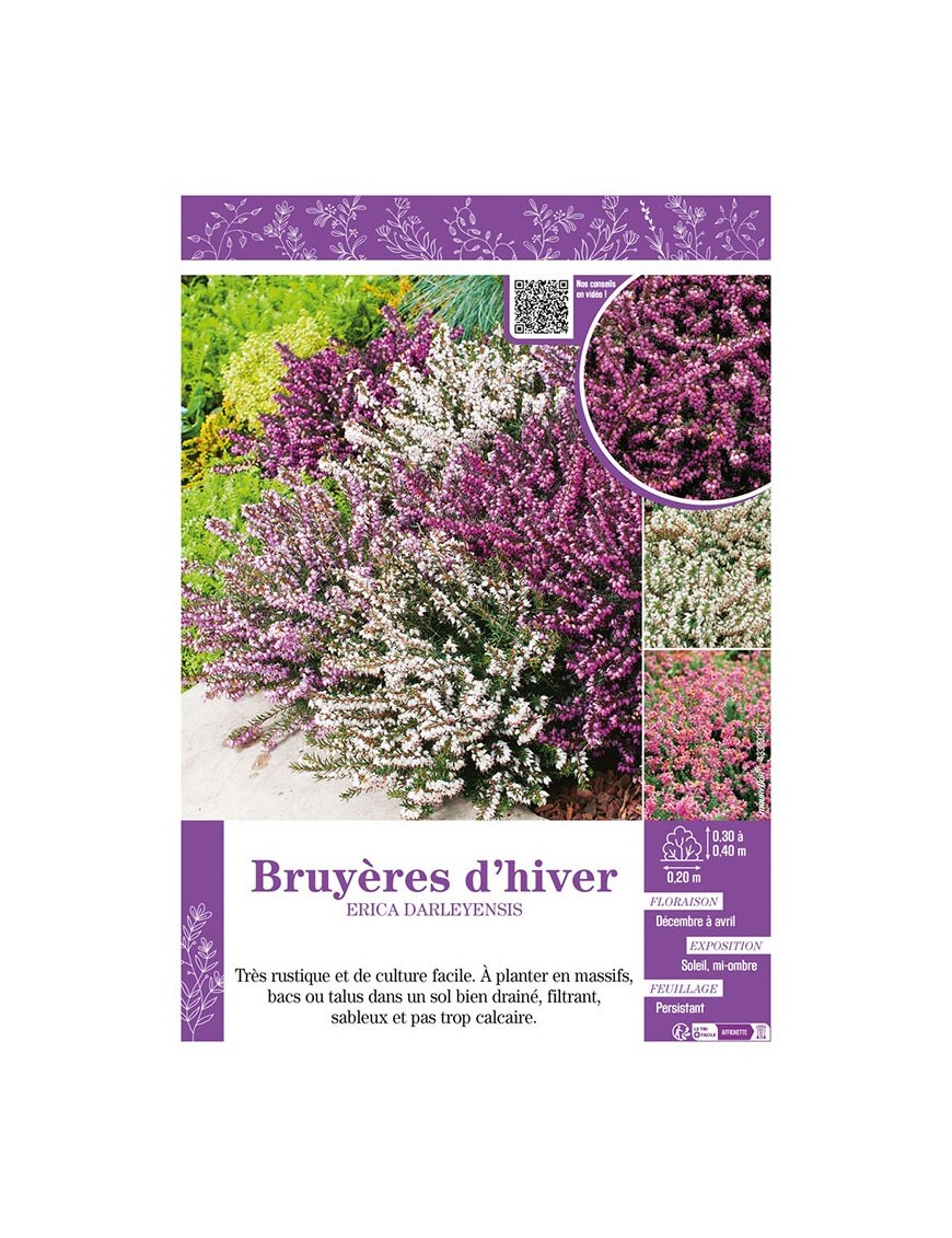 ERICA DARLEYENSIS (varié) voir BRUYÈRES D'HIVER