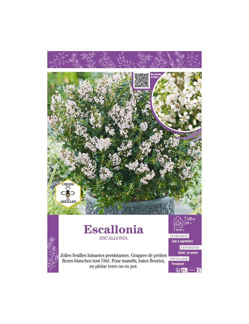 ESCALLONIA (blanc)
