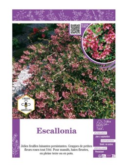 ESCALLONIA (rose)