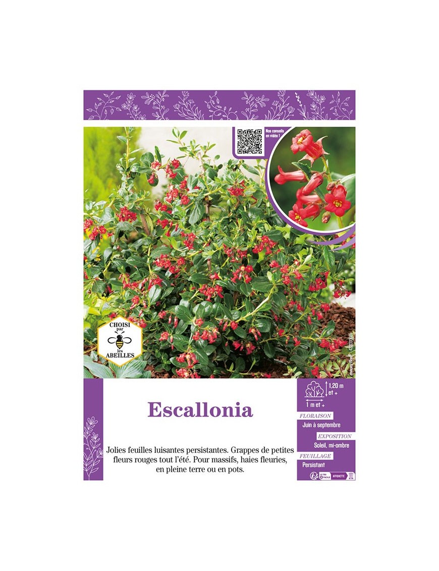 ESCALLONIA (rouge)