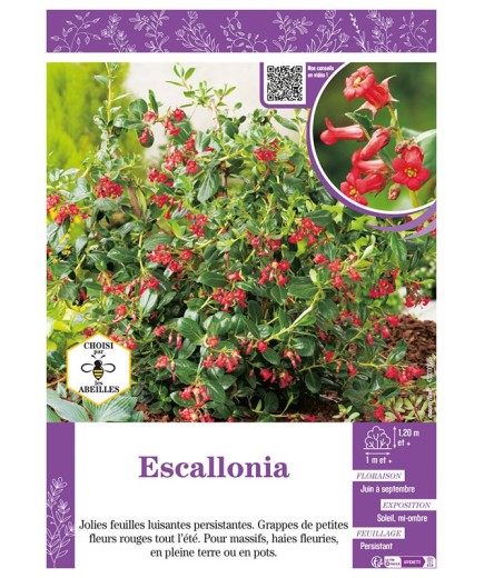 ESCALLONIA (rouge)