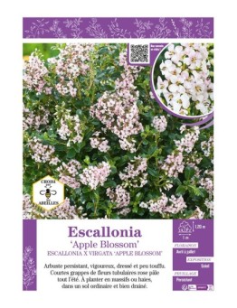 ESCALLONIA APPLE BLOSSOM