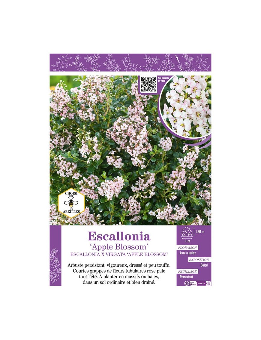 ESCALLONIA APPLE BLOSSOM