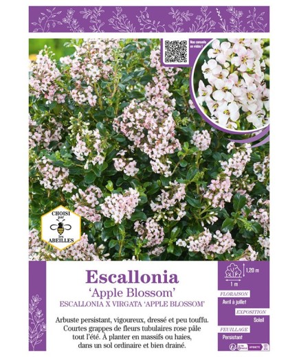 ESCALLONIA APPLE BLOSSOM