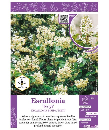 ESCALLONIA IVEYI