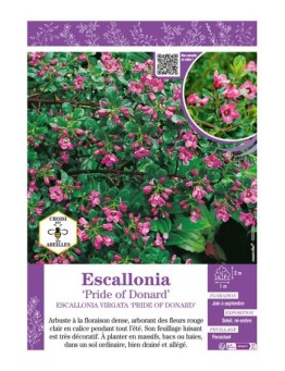 ESCALLONIA PRIDE OF DONARD