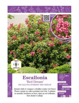 ESCALLONIA RED DREAM