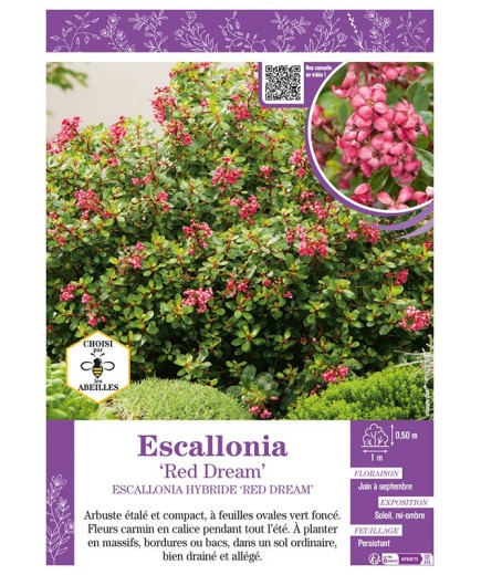 ESCALLONIA RED DREAM