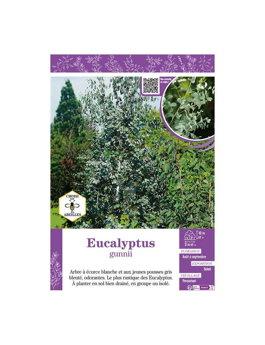 EUCALYPTUS GUNNII
