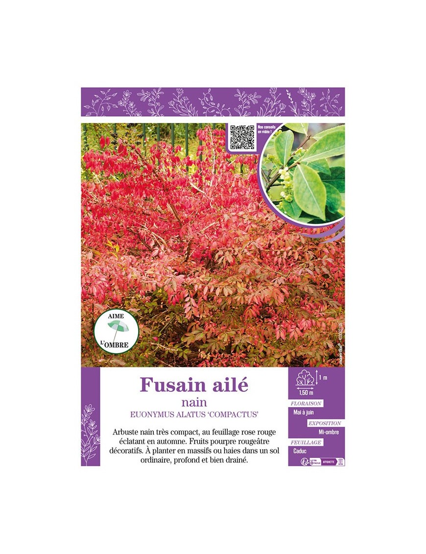 EUONYMUS ALATUS COMPACTUS voir FUSAIN AILÉ NAIN