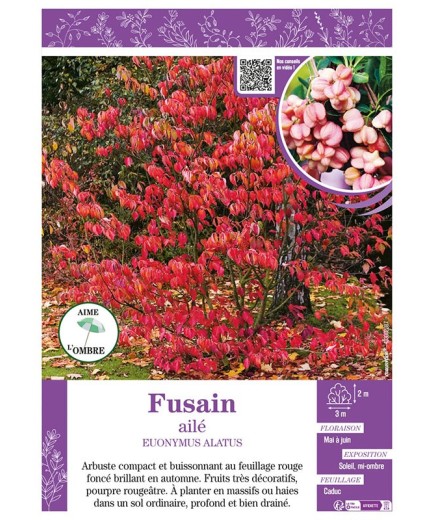 EUONYMUS ALATUS voir FUSAIN AILÉ