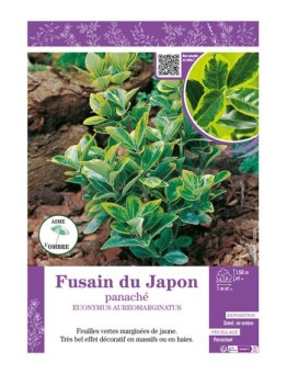 EUONYMUS AUREOMARGINATUS voir FUSAIN DU JAPON PANACHÉ