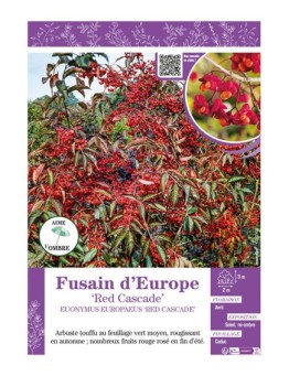 EUONYMUS EUROPAEUS RED CASCADE voir FUSAIN D'EUROPE
