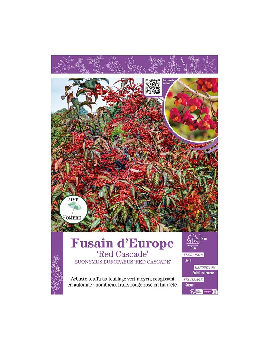 EUONYMUS EUROPAEUS RED CASCADE voir FUSAIN D'EUROPE