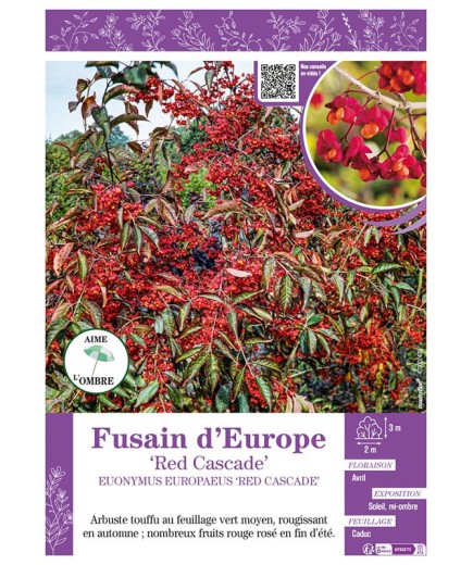 EUONYMUS EUROPAEUS RED CASCADE voir FUSAIN D'EUROPE