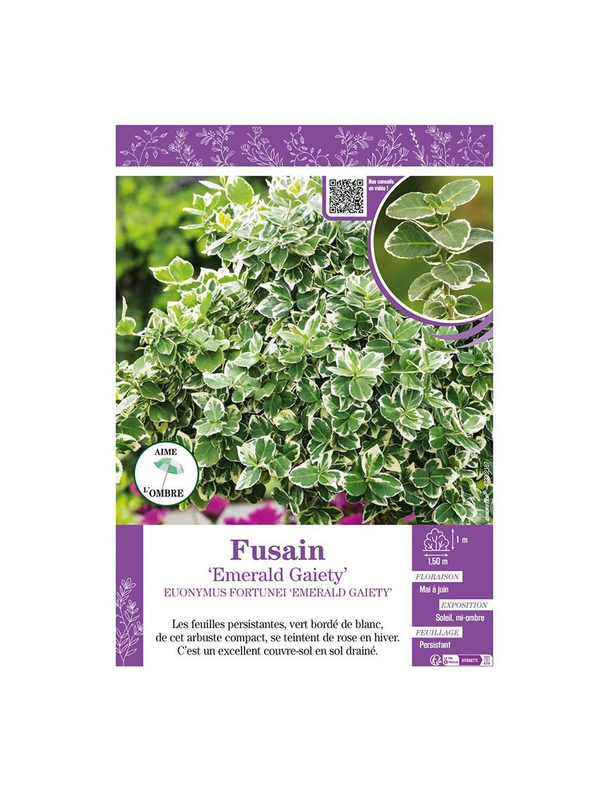 EUONYMUS FORTUNEI EMERALD GAIETY voir FUSAIN