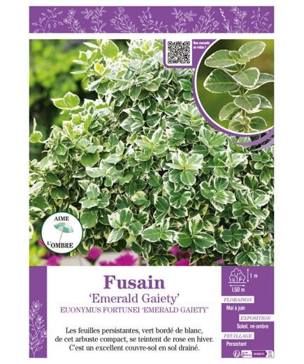 EUONYMUS FORTUNEI EMERALD GAIETY voir FUSAIN