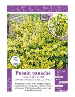 EUONYMUS FORTUNEI EMERALD'N GOLD voir FUSAIN PANACHÉ