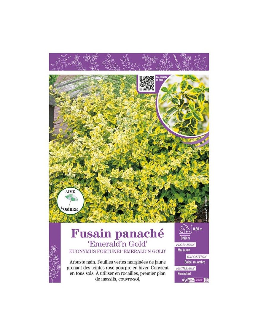 EUONYMUS FORTUNEI EMERALD'N GOLD voir FUSAIN PANACHÉ