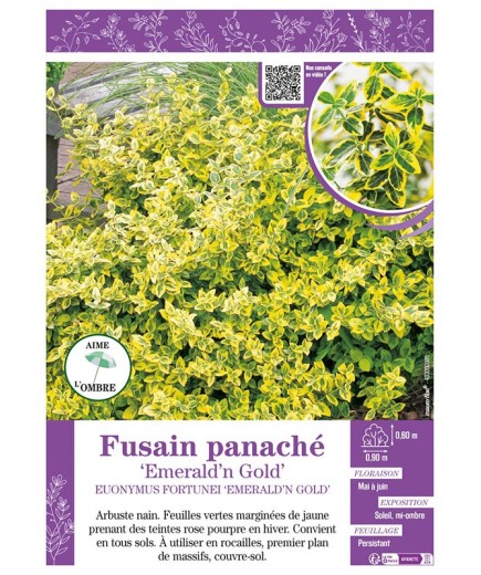 EUONYMUS FORTUNEI EMERALD'N GOLD voir FUSAIN PANACHÉ