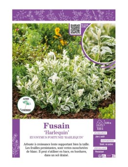 EUONYMUS FORTUNEI HARLEQUIN voir FUSAIN