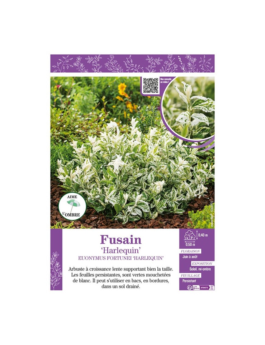 EUONYMUS FORTUNEI HARLEQUIN voir FUSAIN