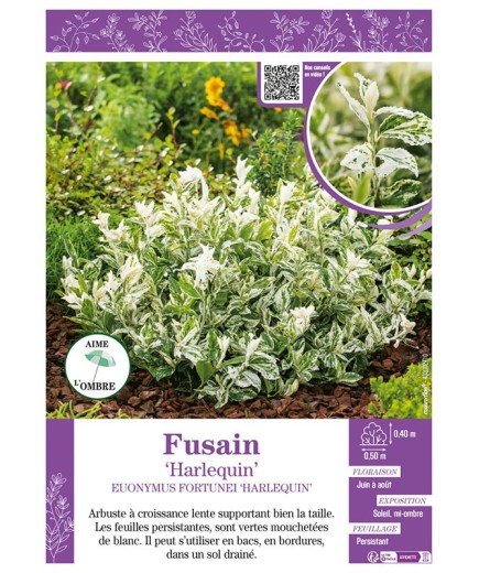 EUONYMUS FORTUNEI HARLEQUIN voir FUSAIN