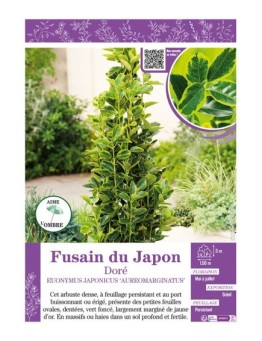 EUONYMUS JAPONICUS AUREOMARGINATUS voir FUSAIN DU JAPON DORÉ