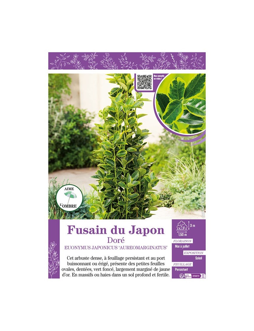 EUONYMUS JAPONICUS AUREOMARGINATUS voir FUSAIN DU JAPON DORÉ
