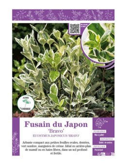 EUONYMUS JAPONICUS BRAVO voir FUSAIN DU JAPON