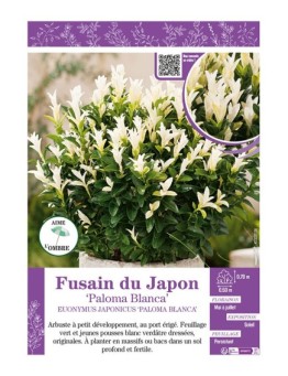EUONYMUS JAPONICUS PALOMA BLANCA voir FUSAIN DU JAPON