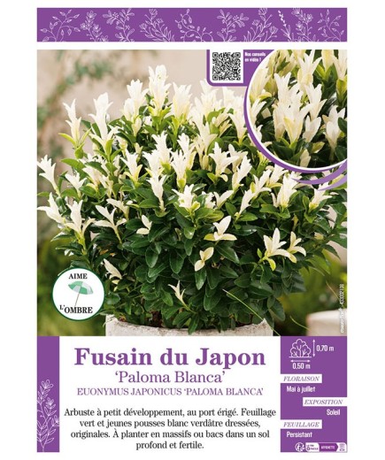 EUONYMUS JAPONICUS PALOMA BLANCA voir FUSAIN DU JAPON