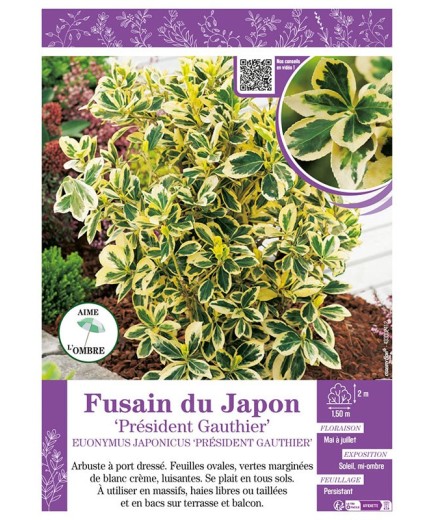 EUONYMUS JAPONICUS PRÉSIDENT GAUTHIER voir FUSAIN DU JAPON