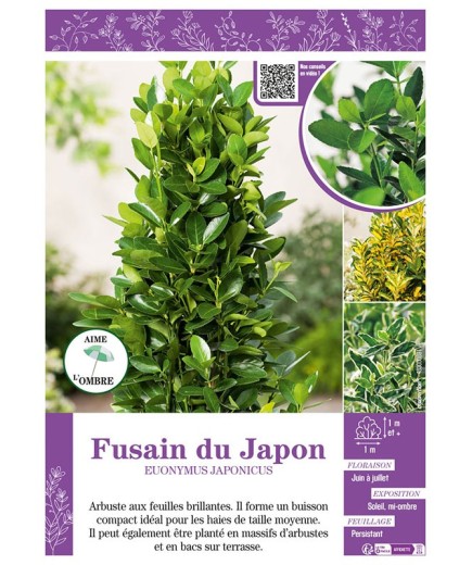EUONYMUS JAPONICUS voir FUSAIN DU JAPON